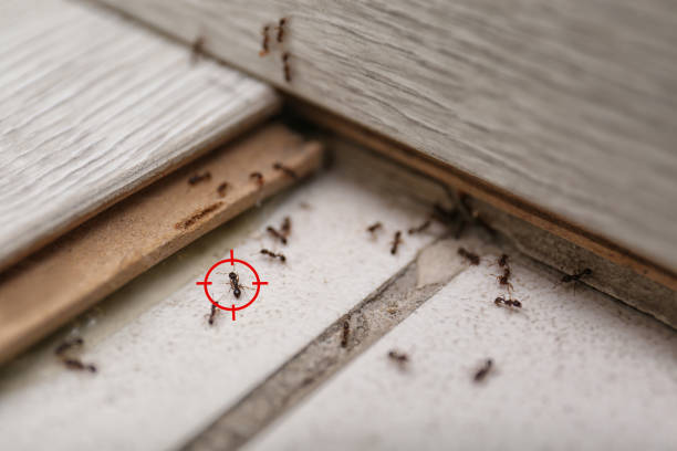 Best Termite Control Services  in Ocean City, MD